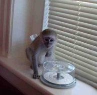 capuchin-baby-monkeys-available-big-0