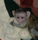 capuchin-baby-monkeys-available-big-3
