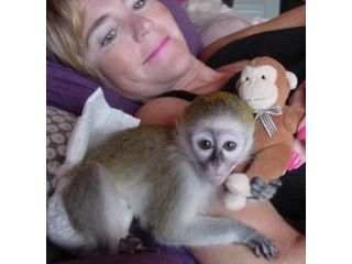 capuchin-baby-monkeys-available-small-2