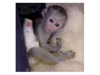 capuchin-baby-monkeys-available-small-1