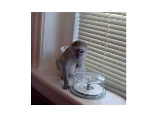 capuchin-baby-monkeys-available-small-0