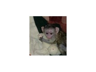capuchin-baby-monkeys-available-small-3