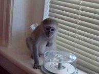capuchin-baby-monkeys-available