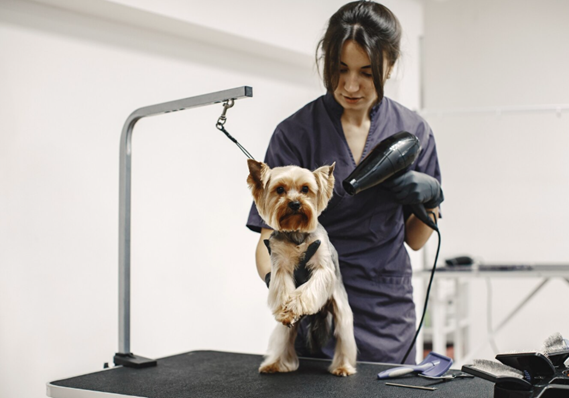 nearby-dog-groomers-big-0