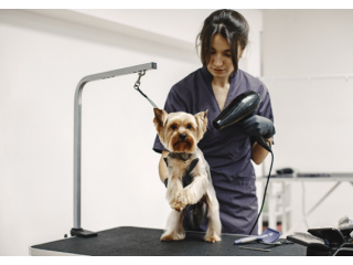 nearby-dog-groomers-small-0