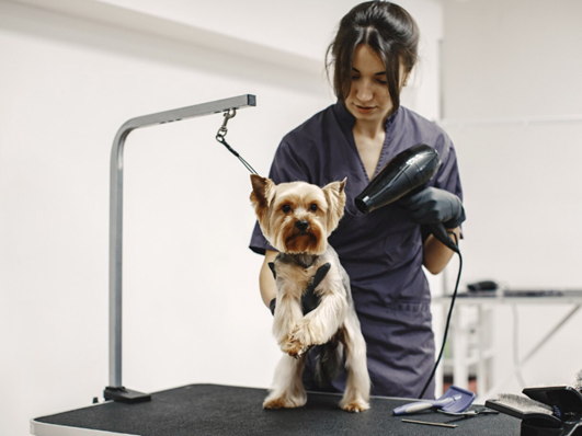 nearby-dog-groomers