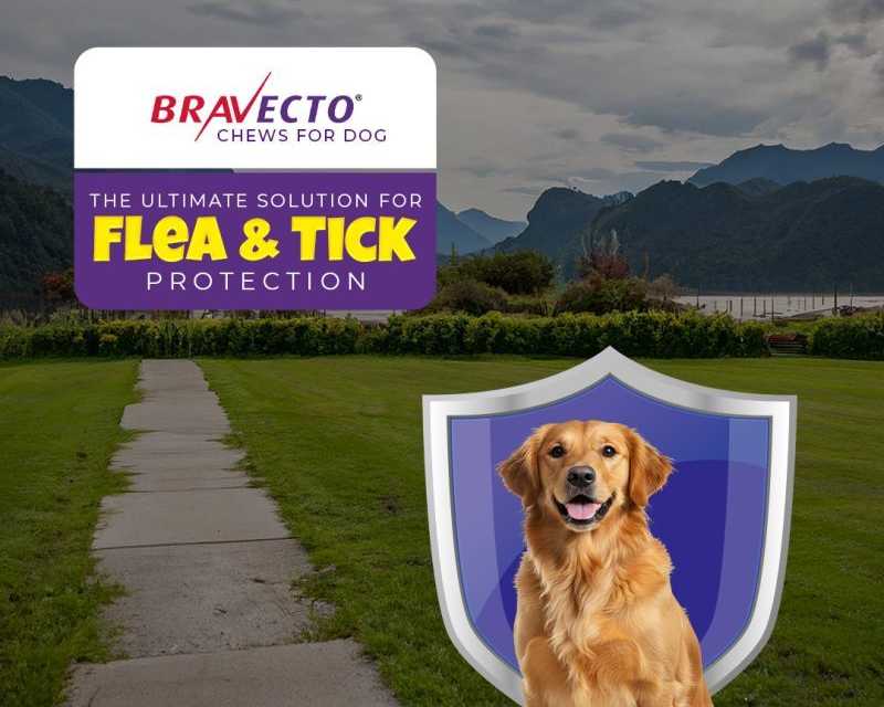 bravecto-chews-for-dogs-flea-tick-protection-petcareclub
