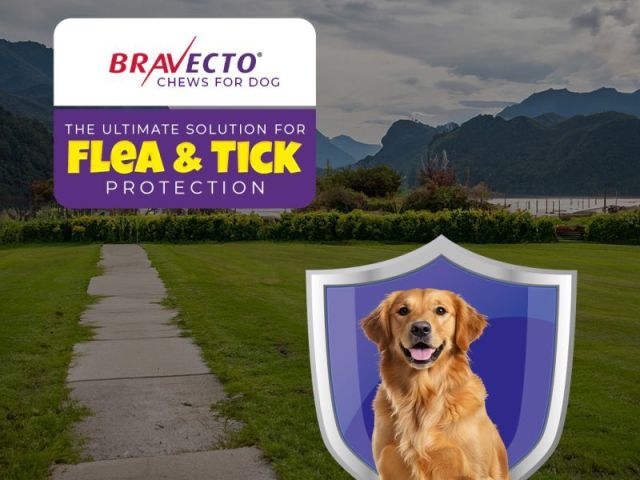 bravecto-chews-for-dogs-flea-tick-protection-petcareclub