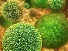 allergic-inflammation