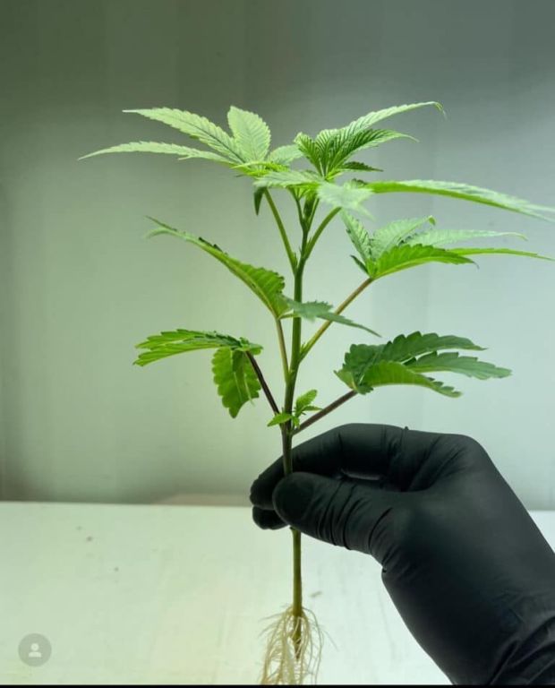 where-to-buy-clones-big-0