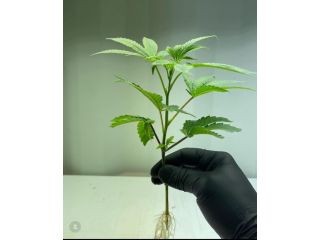 where-to-buy-clones-small-0