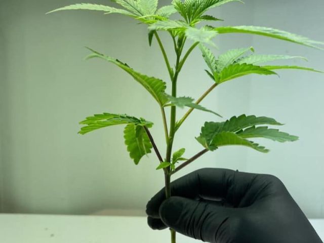 where-to-buy-clones