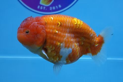 high-quality-fancy-goldfish-big-0
