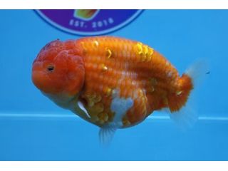 high-quality-fancy-goldfish-small-0