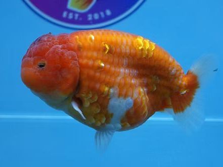 high-quality-fancy-goldfish