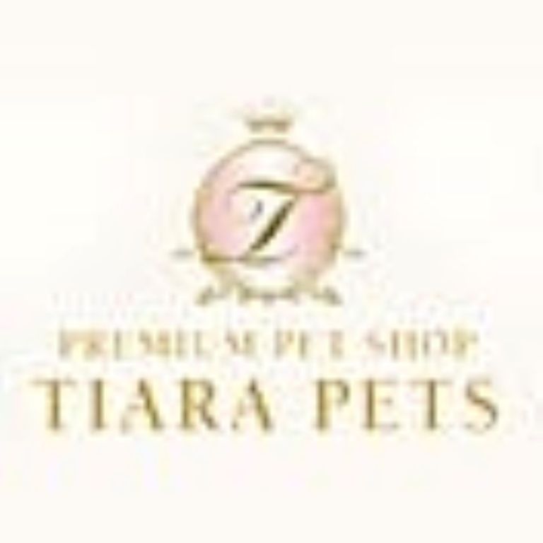 florida-chihuahua-puppies-available-big-0