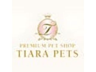 florida-chihuahua-puppies-available-small-0