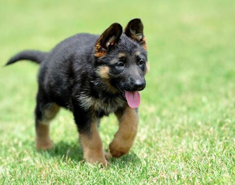 find-top-quality-purebred-german-shepherd-puppies-near-you-big-0