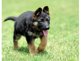 find-top-quality-purebred-german-shepherd-puppies-near-you-small-0