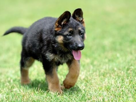 find-top-quality-purebred-german-shepherd-puppies-near-you