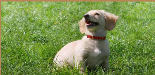 therapy-dog-training-san-antonio-big-0