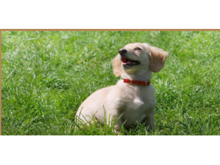 therapy-dog-training-san-antonio-small-0