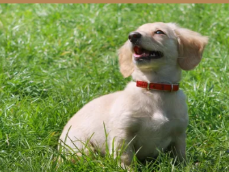 therapy-dog-training-san-antonio