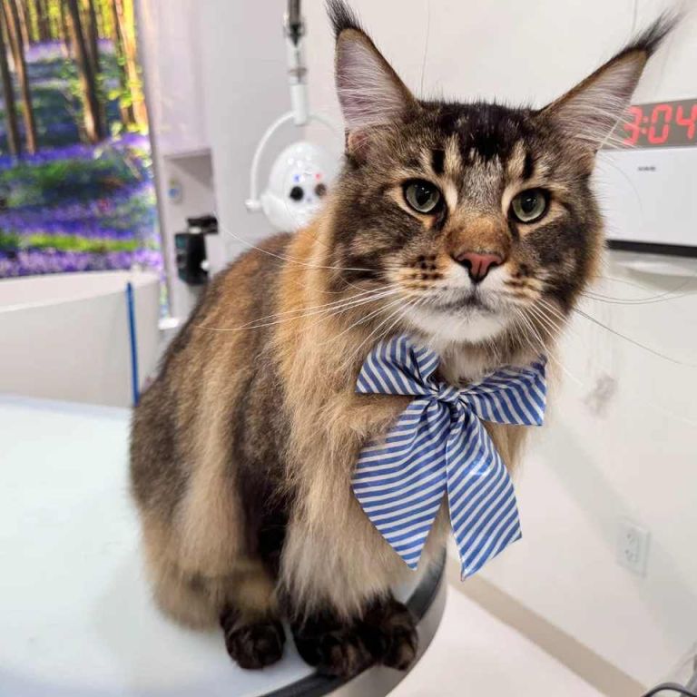 premium-cat-grooming-packages-in-usa-big-0