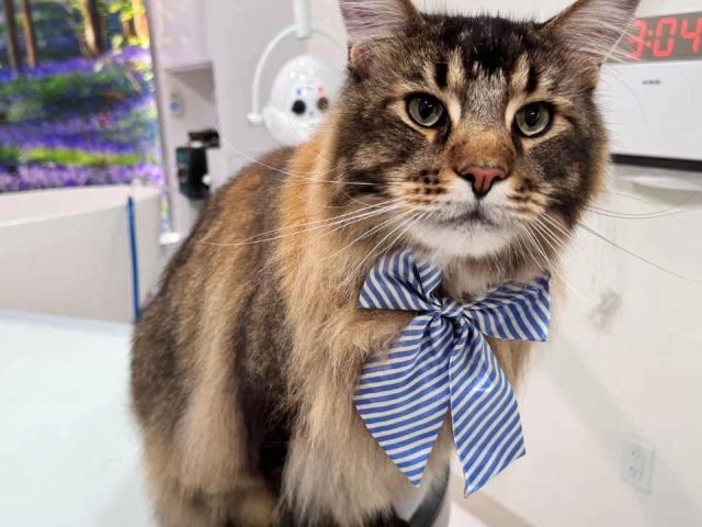 premium-cat-grooming-packages-in-usa