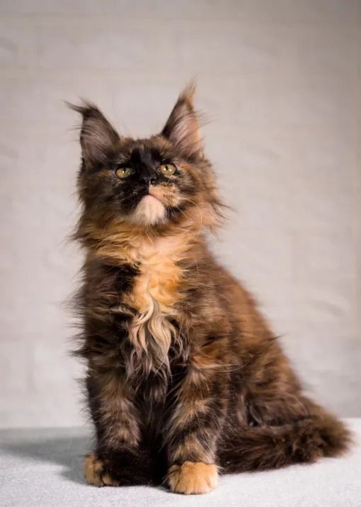maine-coon-for-sale-healthy-and-beautiful-kittens-big-0