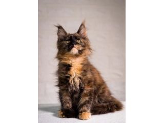 maine-coon-for-sale-healthy-and-beautiful-kittens-small-0
