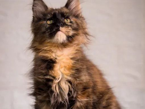 maine-coon-for-sale-healthy-and-beautiful-kittens
