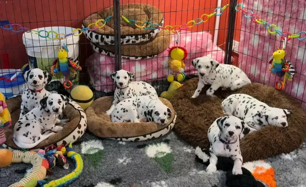 beautiful-dalmatian-puppies-big-0
