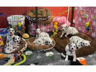 beautiful-dalmatian-puppies-small-0