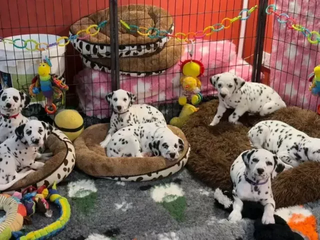 beautiful-dalmatian-puppies