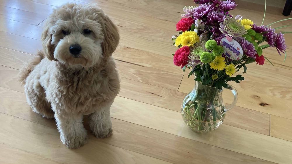 healthy-happy-health-tested-goldendoodle-puppies-big-0