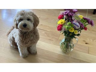 healthy-happy-health-tested-goldendoodle-puppies-small-0