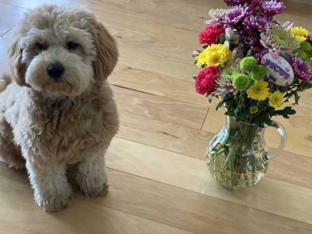 healthy-happy-health-tested-goldendoodle-puppies