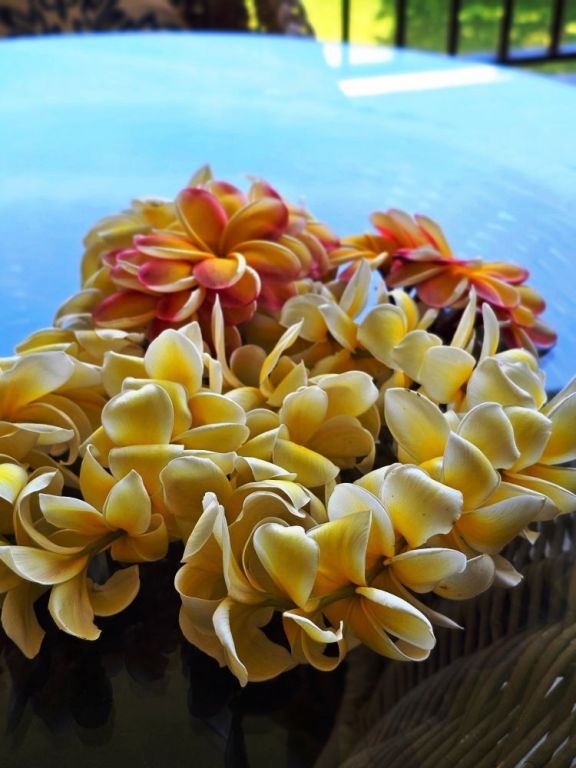maui-travel-arrival-surprise-gift-plumeria-lei-greetings-big-0