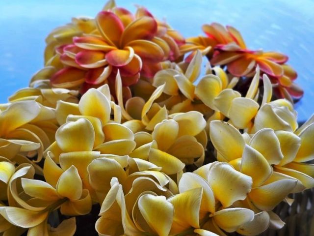 maui-travel-arrival-surprise-gift-plumeria-lei-greetings