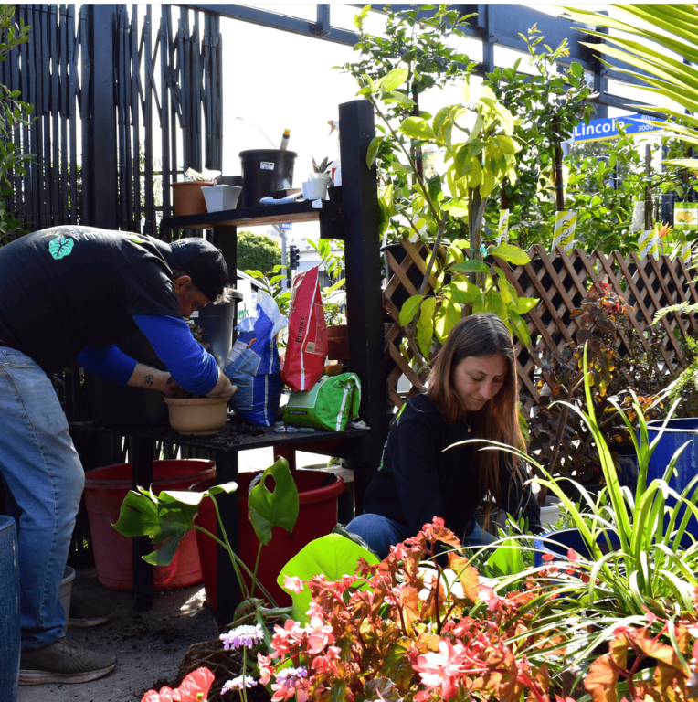 urban-jungle-best-flowering-plants-los-angeles-for-homes-big-0