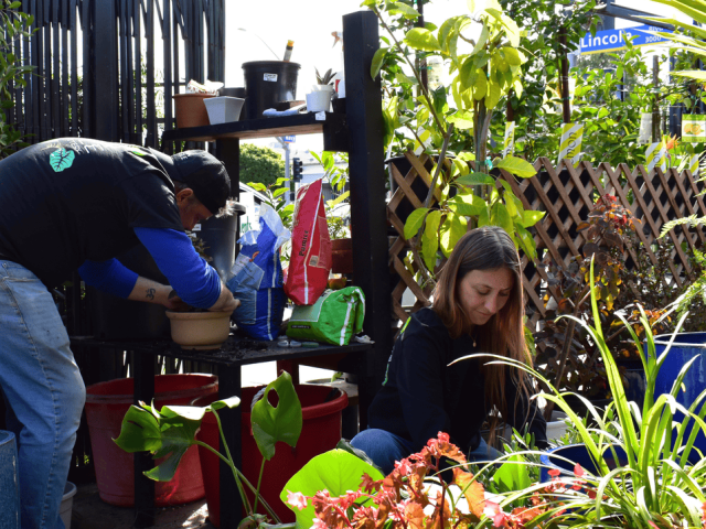 urban-jungle-best-flowering-plants-los-angeles-for-homes