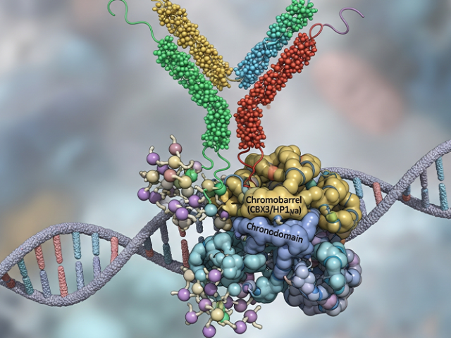 human-ovalbumin-specific-igg-ova-sigg-elisa-kit