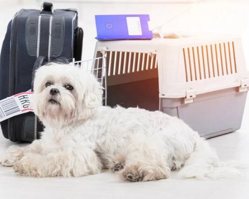 international-pet-transport-services-dog-gone-taxi-big-0