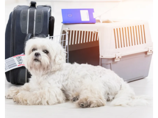 international-pet-transport-services-dog-gone-taxi-small-0