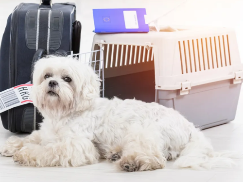 international-pet-transport-services-dog-gone-taxi