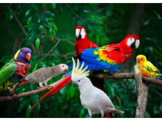bird-shipping-specialist-airborne-animals-pet-transport-small-0