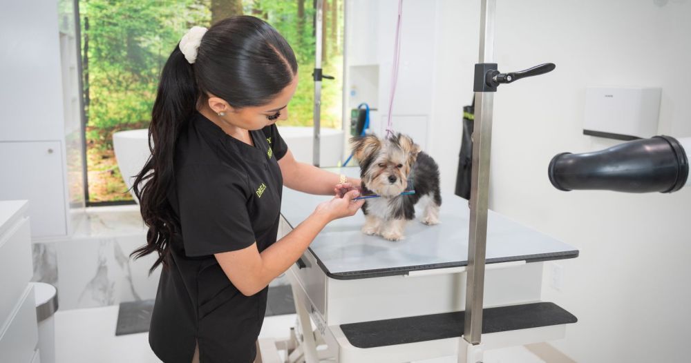 best-dog-grooming-packages-in-usa-big-0