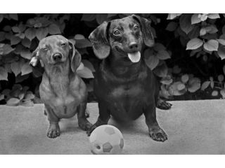 ross-william-hamilton-photo-grapher-small-0