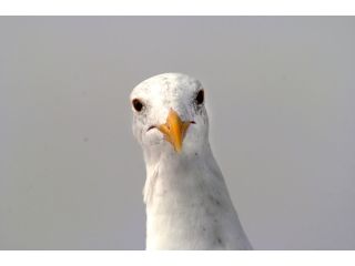 ross-william-hamilton-photo-grapher-small-1